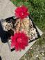 Preview: Gymnocalycium baldianum